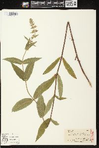 Stachys palustris image