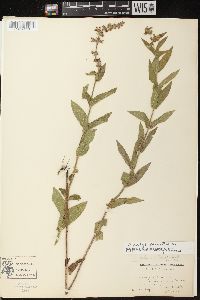 Stachys palustris image