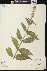 Stachys palustris image