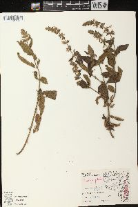 Stachys palustris image