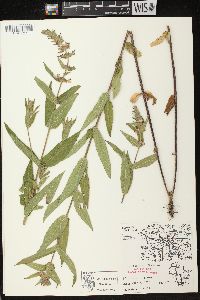 Stachys palustris image