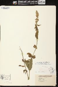 Stachys palustris image