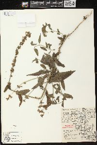 Stachys palustris image