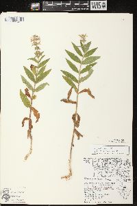 Stachys palustris image