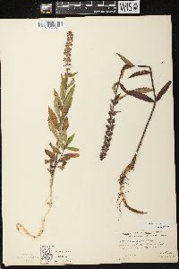 Stachys palustris image