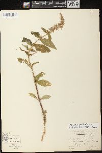 Stachys palustris image