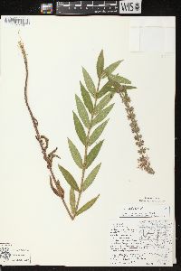 Stachys palustris image