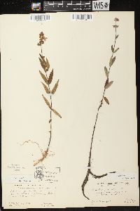 Stachys palustris image