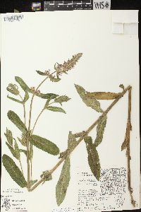 Stachys palustris image