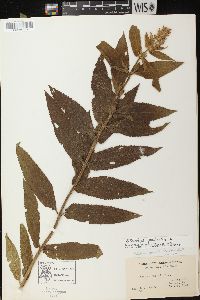 Stachys palustris image