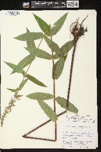 Stachys tenuifolia image