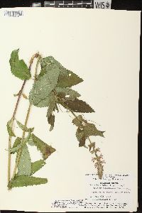 Stachys tenuifolia image