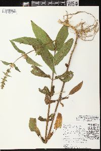 Stachys tenuifolia image