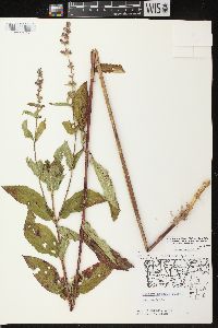 Stachys tenuifolia image