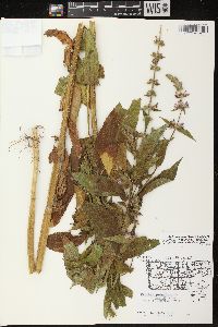 Stachys tenuifolia image