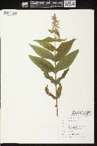 Stachys tenuifolia image