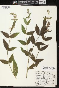 Stachys tenuifolia image