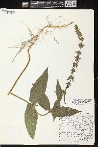 Stachys tenuifolia image