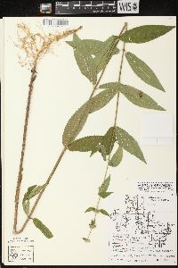 Stachys tenuifolia image