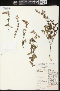 Stachys tenuifolia image