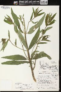 Stachys tenuifolia image