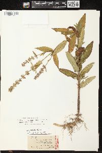 Stachys tenuifolia image