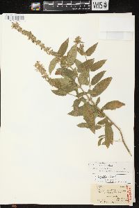 Stachys tenuifolia image