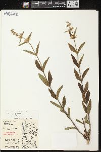 Stachys tenuifolia image