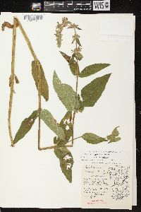 Stachys tenuifolia image