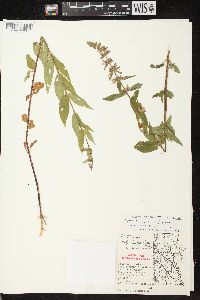 Stachys tenuifolia image