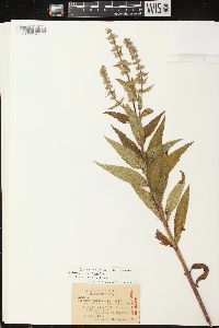 Stachys tenuifolia image