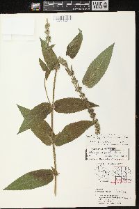 Stachys tenuifolia image