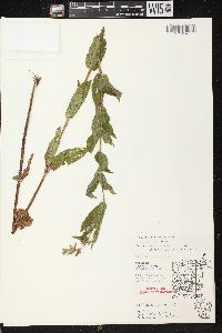 Stachys tenuifolia image