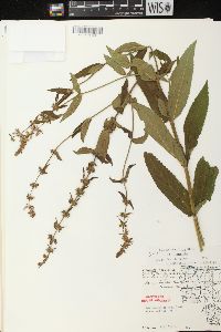 Stachys tenuifolia image