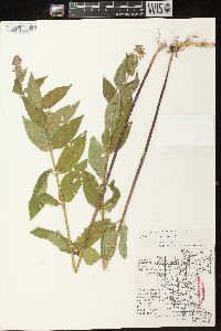 Stachys tenuifolia image