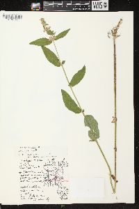 Stachys tenuifolia image