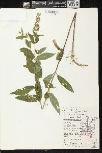 Stachys tenuifolia image