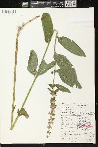 Stachys tenuifolia image