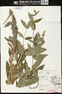 Stachys tenuifolia image