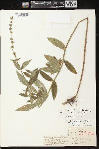 Stachys tenuifolia image