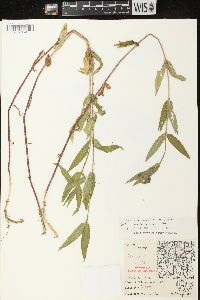 Stachys tenuifolia image