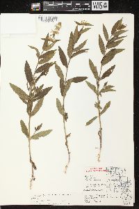 Stachys tenuifolia image