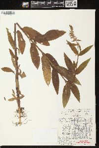 Stachys tenuifolia image