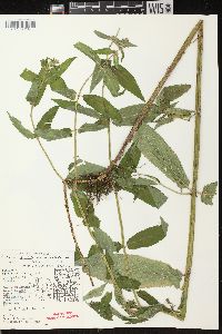 Stachys tenuifolia image