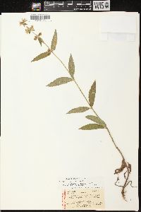 Stachys tenuifolia image