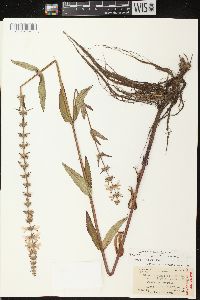 Stachys tenuifolia image