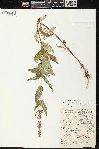 Stachys tenuifolia image