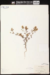 Trifolium arvense image