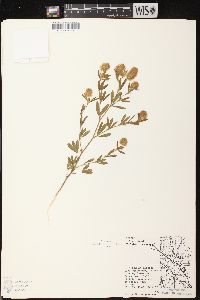 Trifolium arvense image