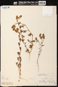 Trifolium arvense image